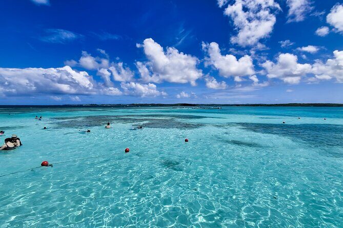 3-Hours Eye-Opening Stingray City Antigua - Transfer R/T included - The St. John’s round-trip transfer that saves your day