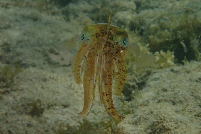 Under the Sea snorkeling(Stingray/Kayak/ Power Snorkel available) - Drinks included: the calm comfort factor